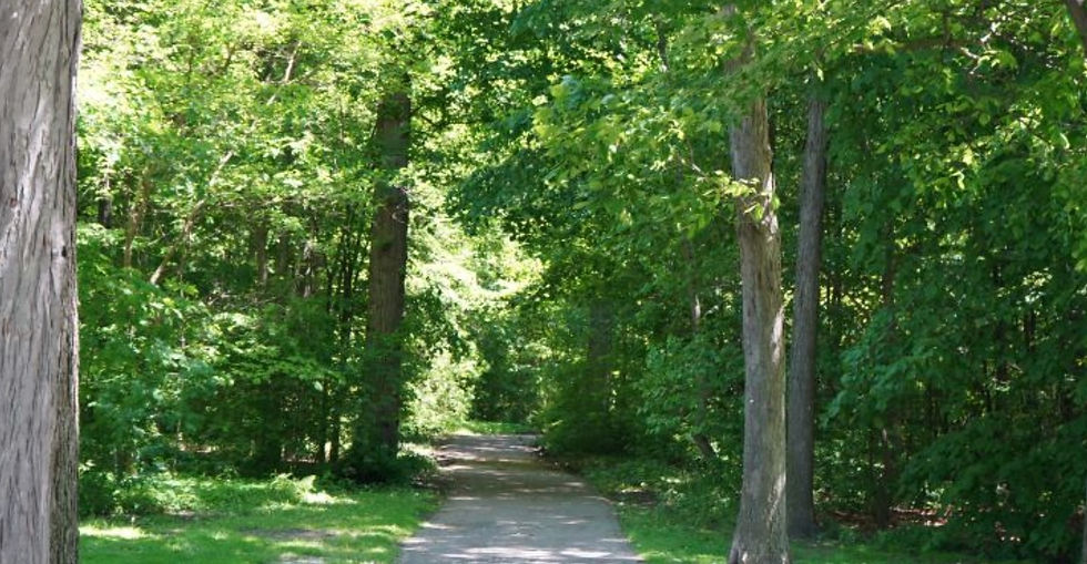 August 28 Dusk to Dark Forest Therapy Walk