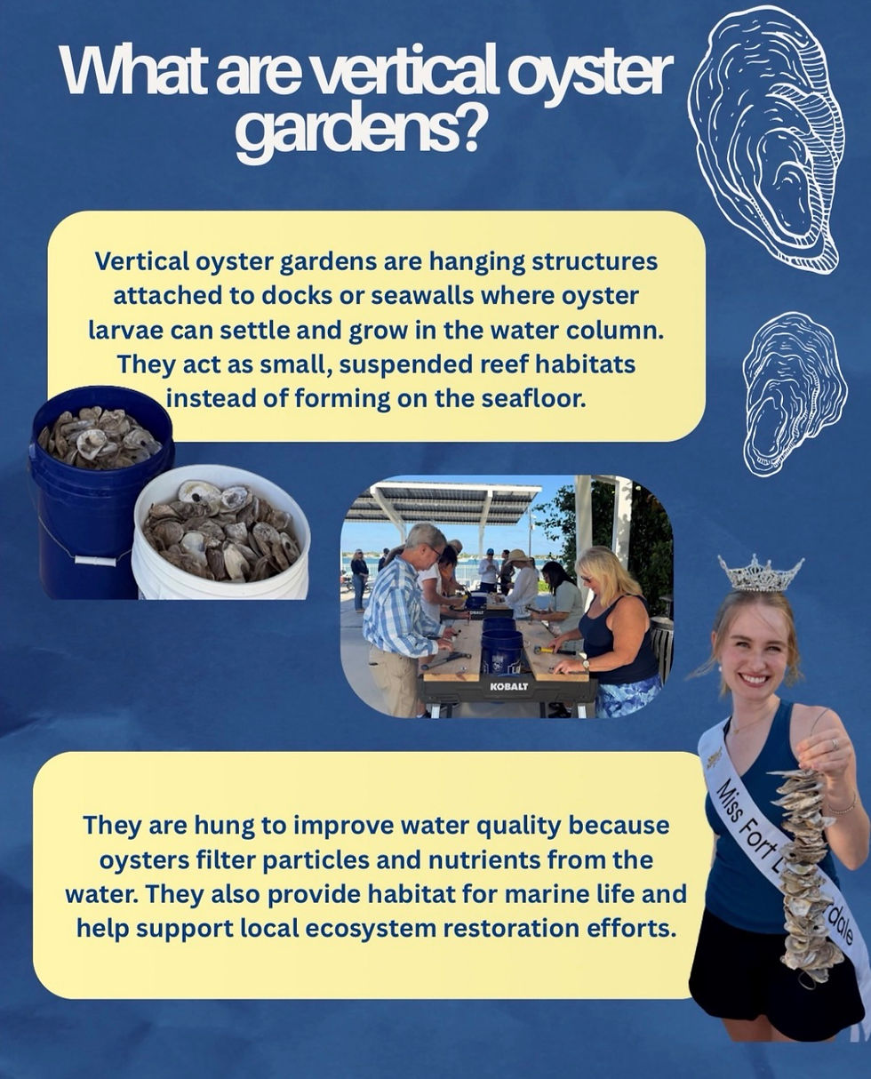 The Impact of Vertical Oyster Gardens