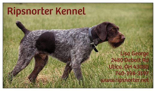 German wirehaired pointer breeders cheap
