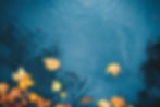 Photo Leaves on Water.jpg