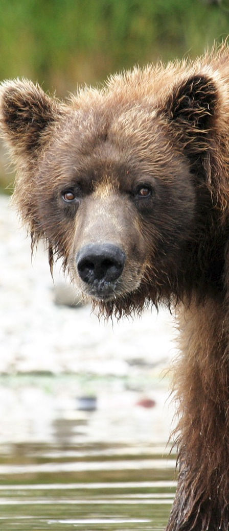 Brown bear - Katmai narrow pictures