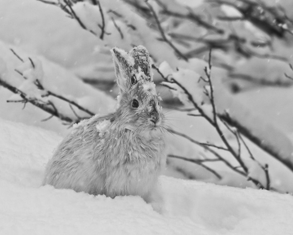 Snowshoe Rabbit in Alaska