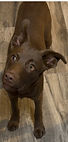 Dobby_edited.jpg