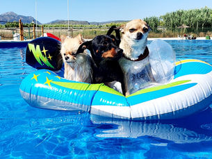 Trust Resort Canino à Ondara : le paradis des chiens sur la Costa Blanca