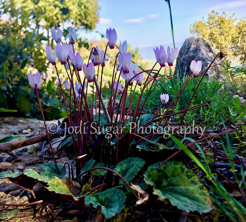 Cyclamen Flowers in Amirim