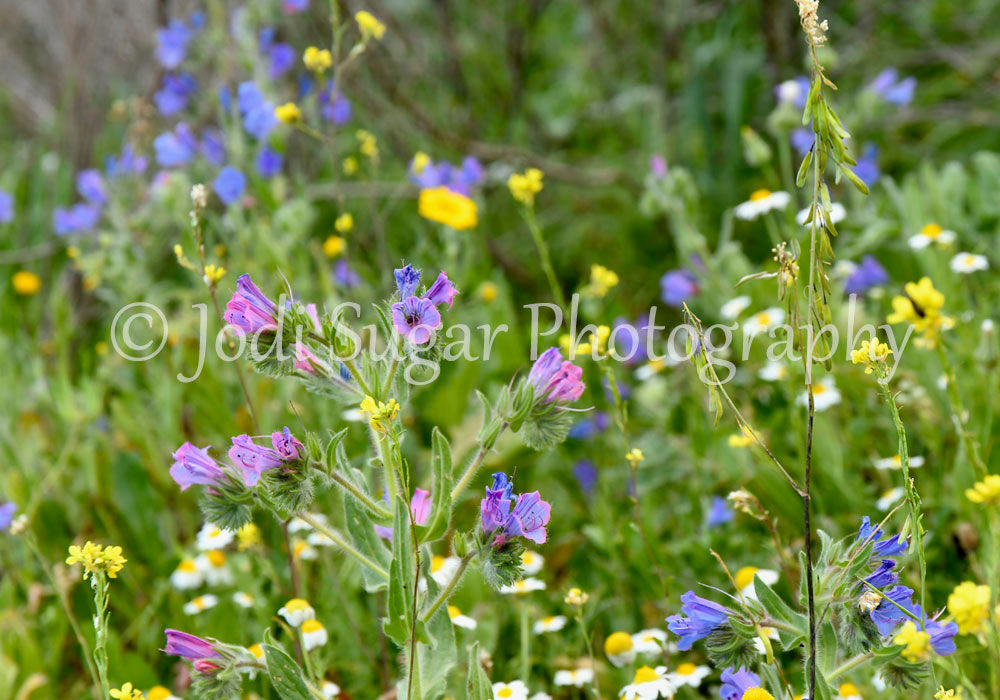 Field of flowers, Golan Heights