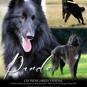 Pando! - Stud Dog edition