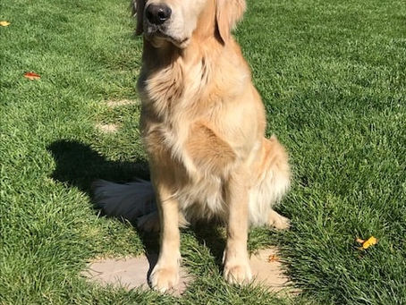 Golden Girls Shine at the Lodi Scent Work Trial