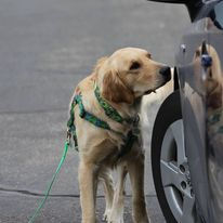 New Scent Work Classes Offered Fall, 2022