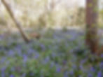 Bluebell Treat