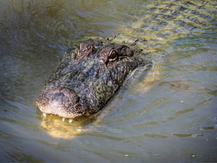 "Alligator Alcatraz" violates US and international law