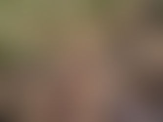 MACABRO HALLAZGO EN PERIFÉRICO DE MÉRIDA