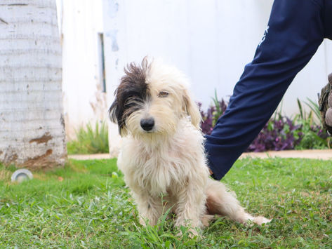 AYUNTAMIENTO DE PROGRESO CONTINÚA IMPULSANDO SU PROGRAMA DE ADOPCIÓN CANINA