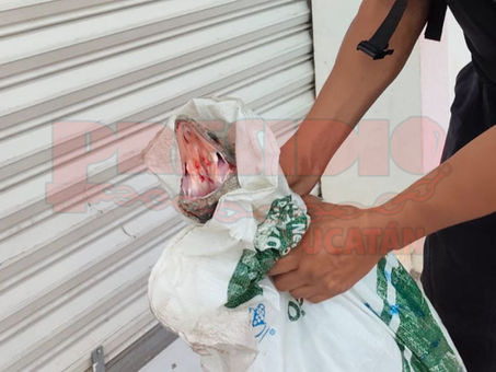 INSÓLITO: TOLOK L4NZA MORDIDA A ADULTO MAYOR