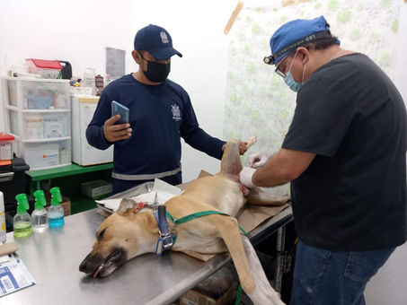 APOYO A ANIMALES EN SITUACIÓN DE CALLE