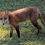 Thumbnail: Red Fox