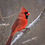 Thumbnail: Northern Cardinal