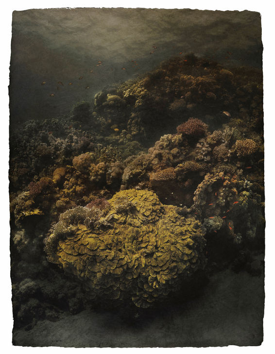 color underwater Photography by Gregor Törzs