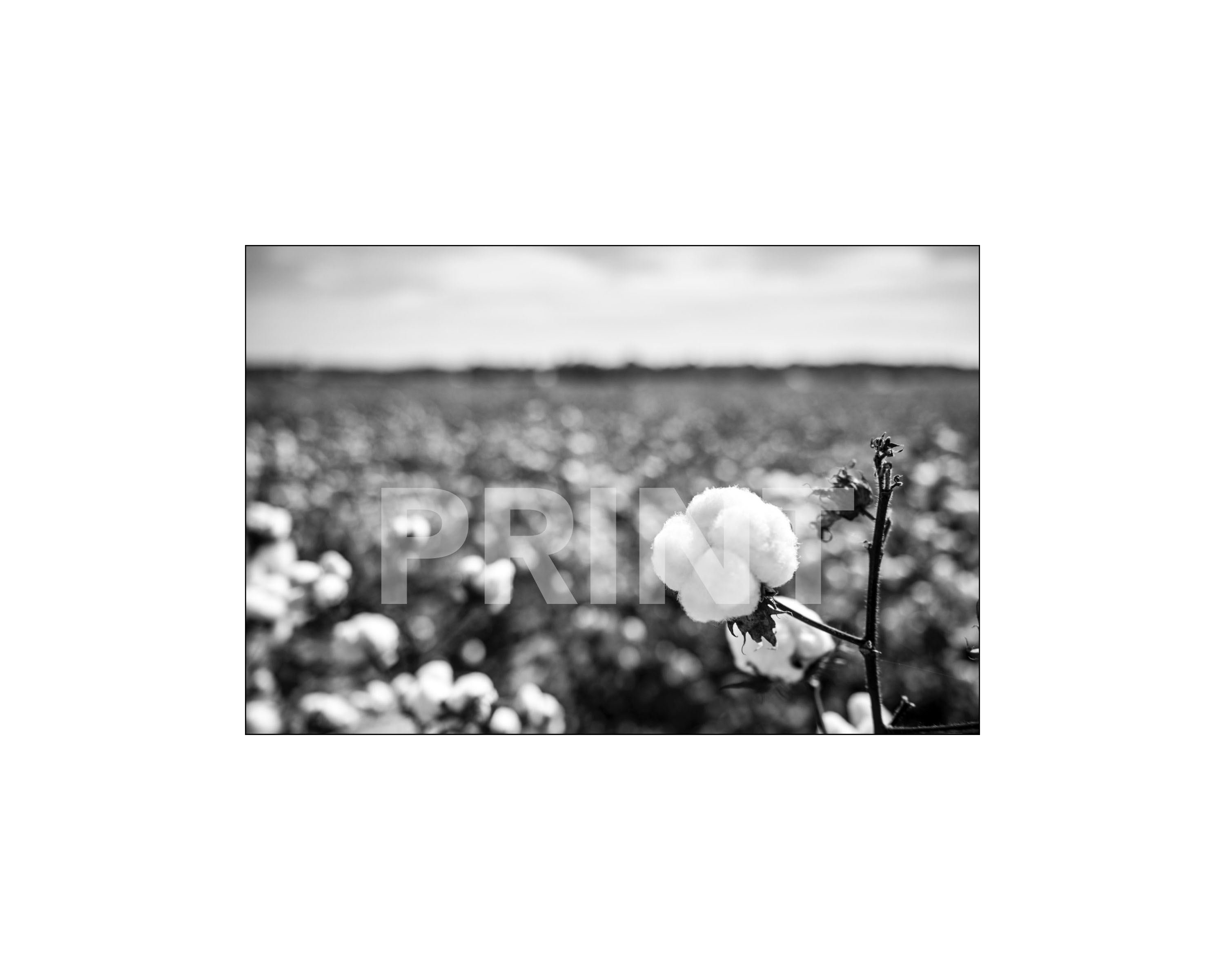 "Cotton Boll"