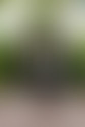 World Premiere of 'Spelling Semitic'