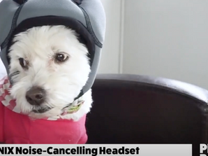 Noise-cancelling headsets for your dog!