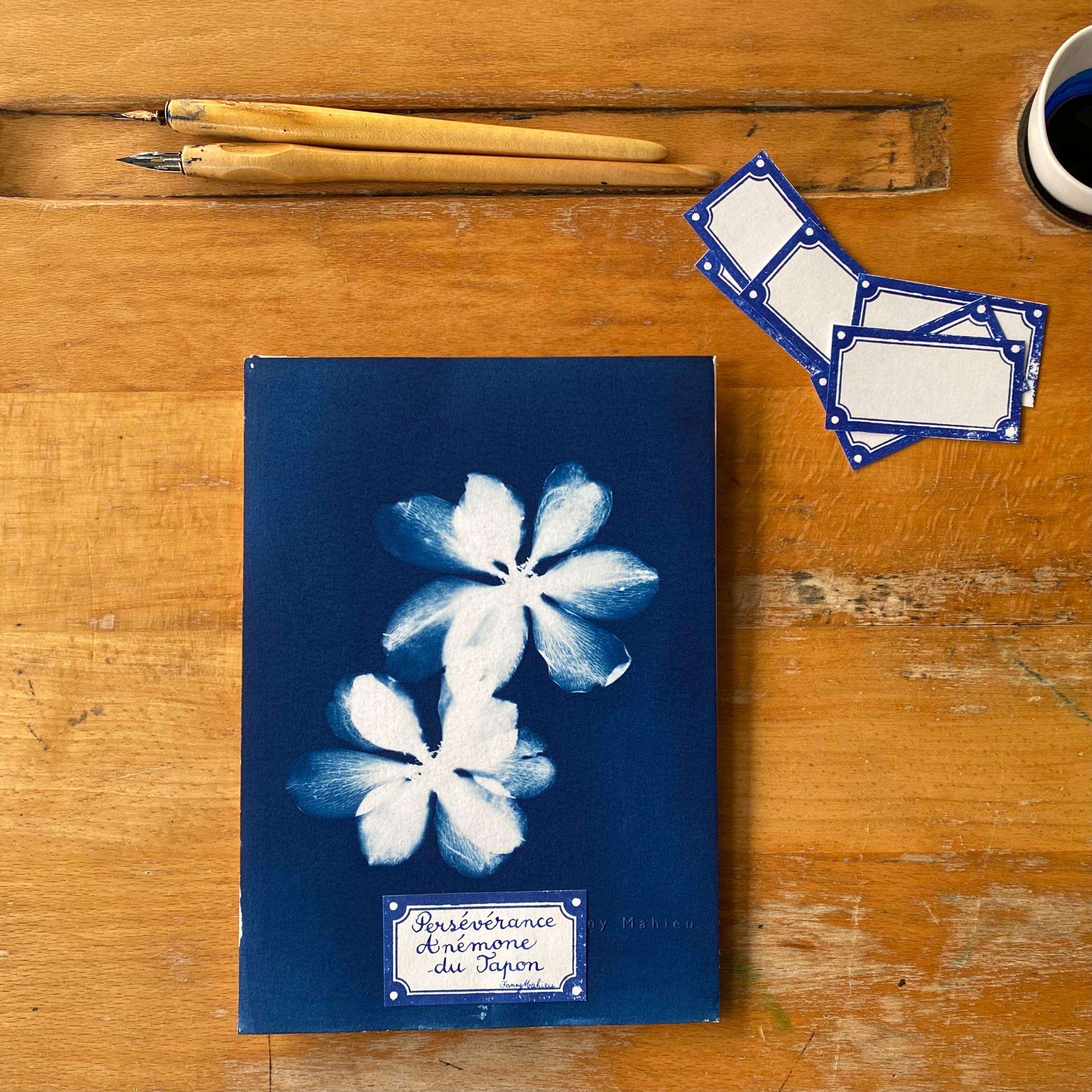 Cyanotype original Anémones du Japon Collection Herbarium