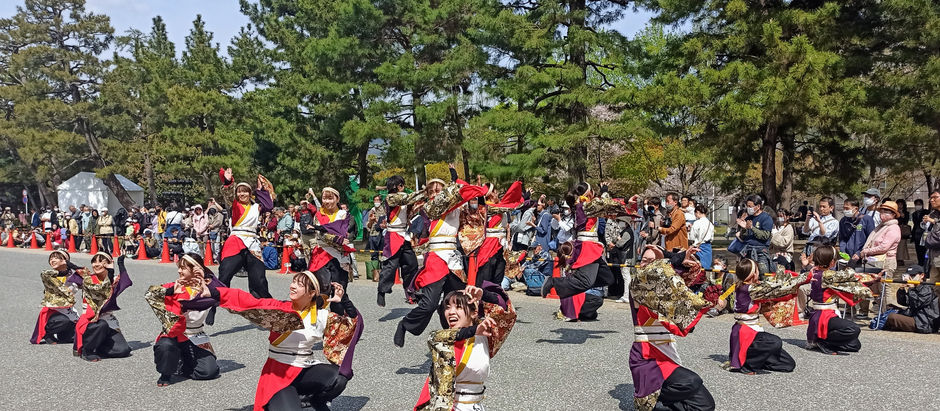 My experience at the Sakura Yosakoi Matsuri in Kyoto