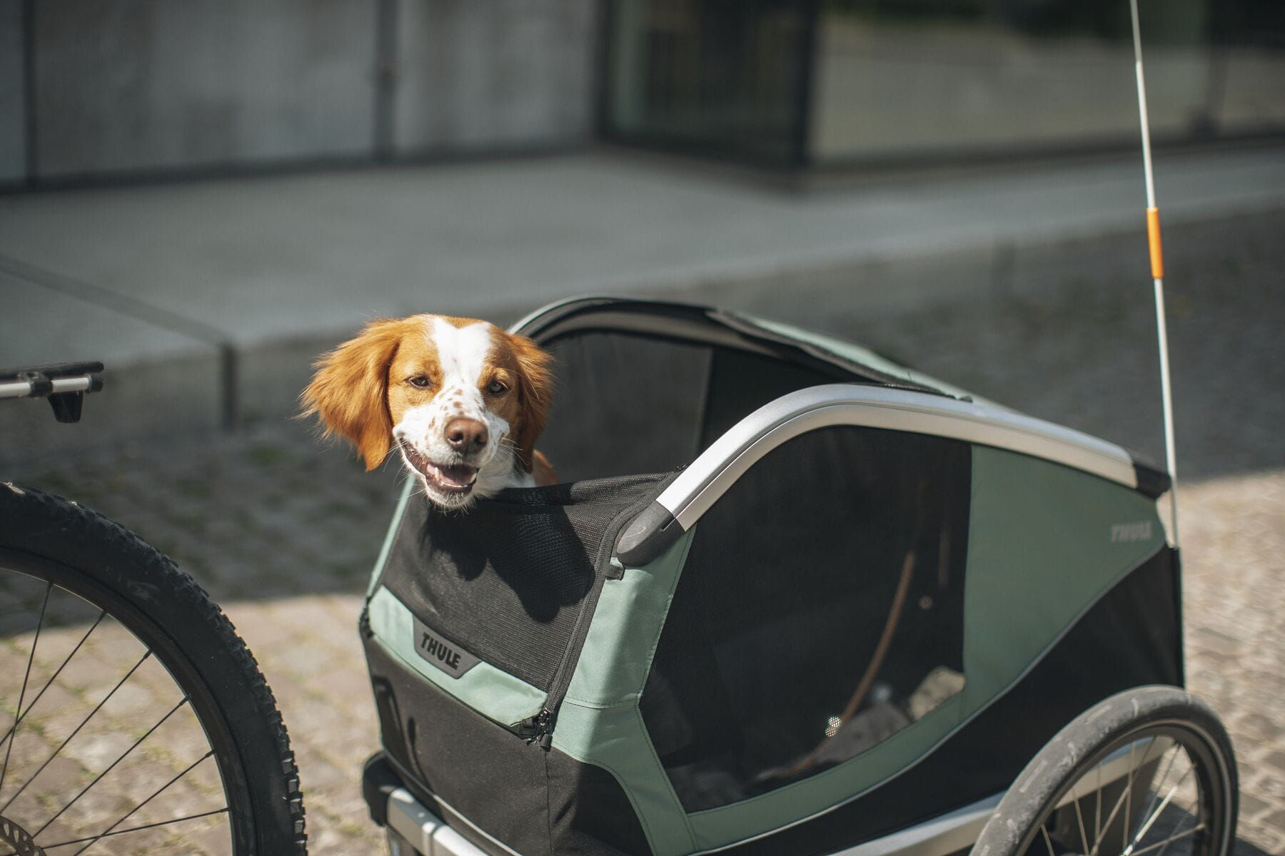 Thule Bexey Dog Bike Trailer
