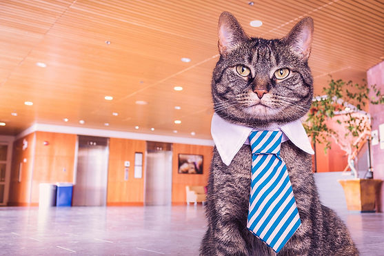 Office cat with a tie