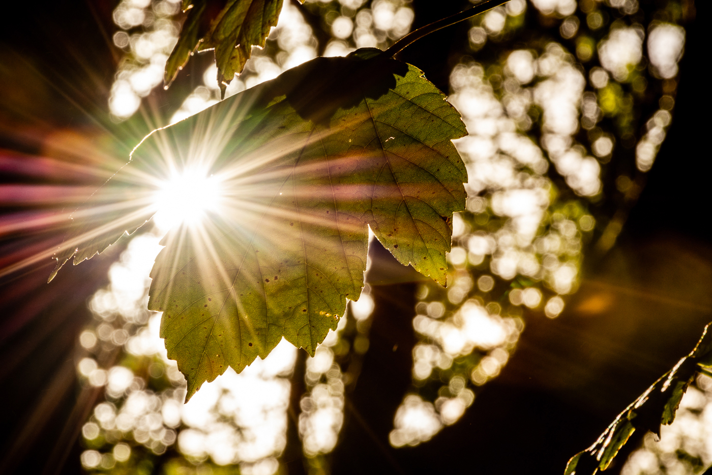 Sun burst through Leaf