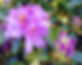 rhodadendron.jpg