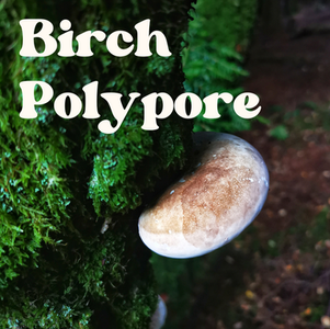 Birch Polypore