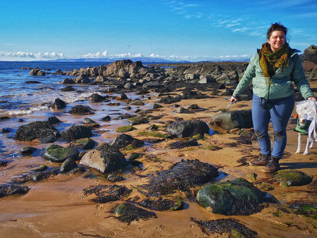 Seaweed Foraging