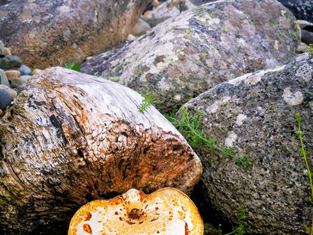 Dryad’s Saddle