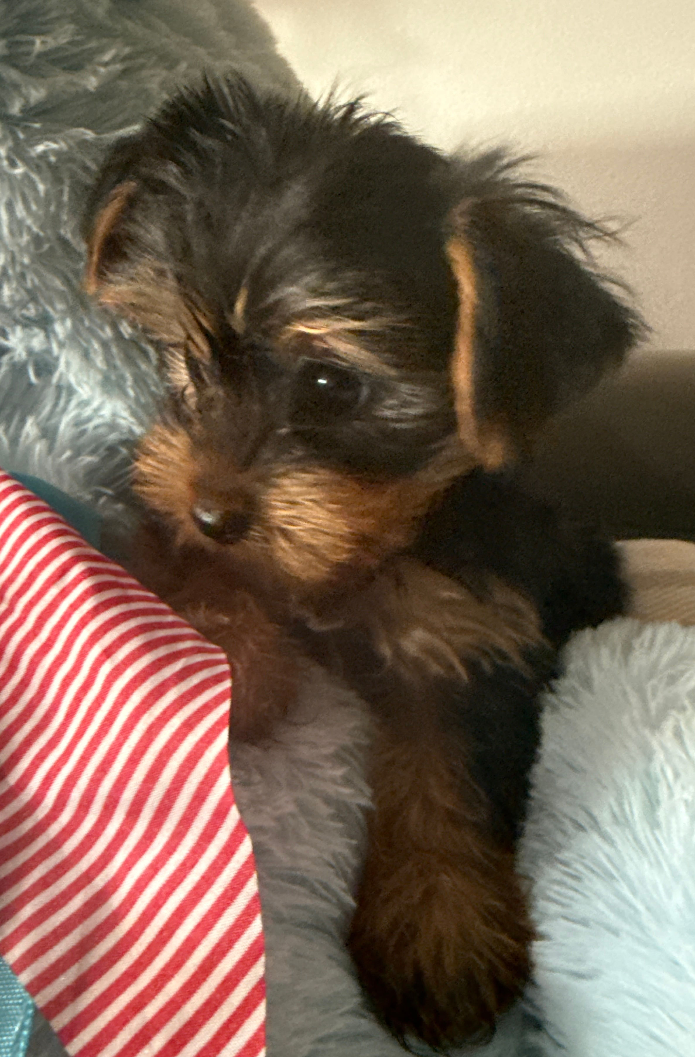 Yorkie male