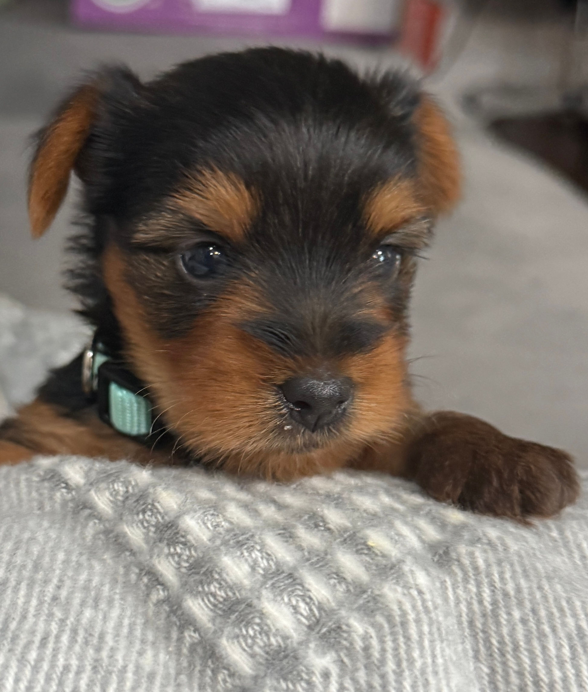 Yorkie male
