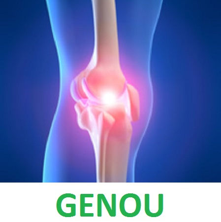 GENOU