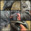 Thumbnail: Ayam Cemani Rooster