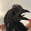 Thumbnail: Ayam Cemani Rooster