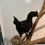 Thumbnail: Ayam Cemani Rooster