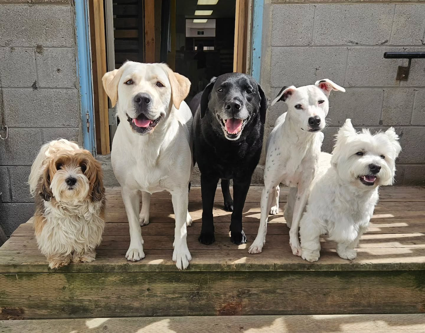 City Sniffers Dog Club