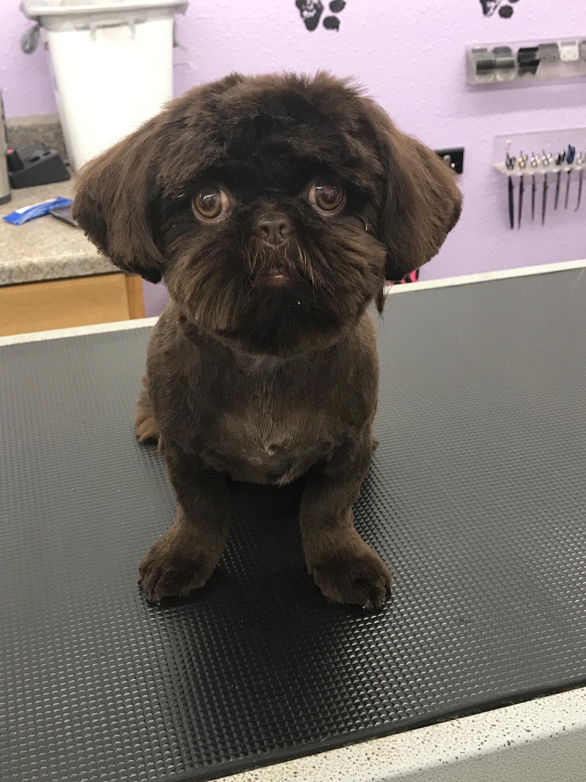 Dog Grooming Round Rock Image