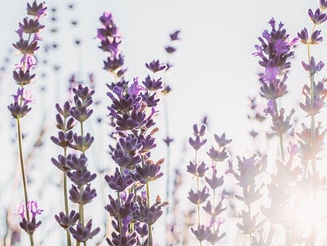 兩場祈福法會給我的省思