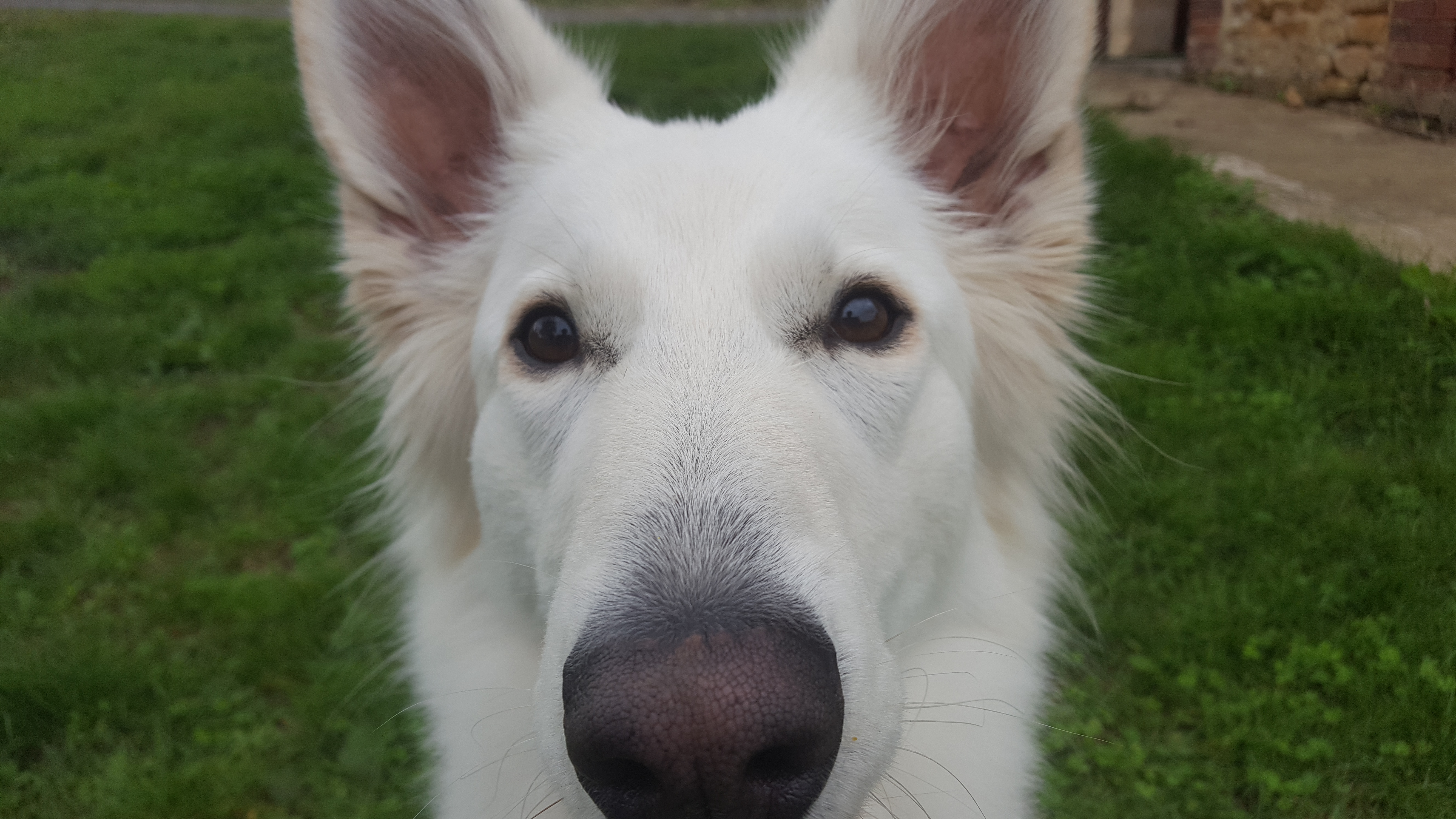 Elevage De Berger Blanc Suisse En Normandie La Vallée Du