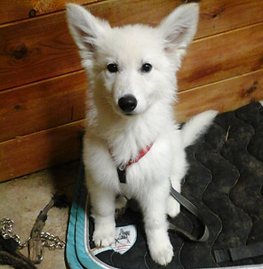 Chiot Berger Blanc Suisse