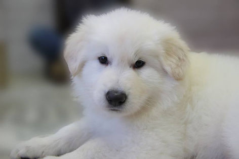 Berger Blanc Suisse BBS Oris