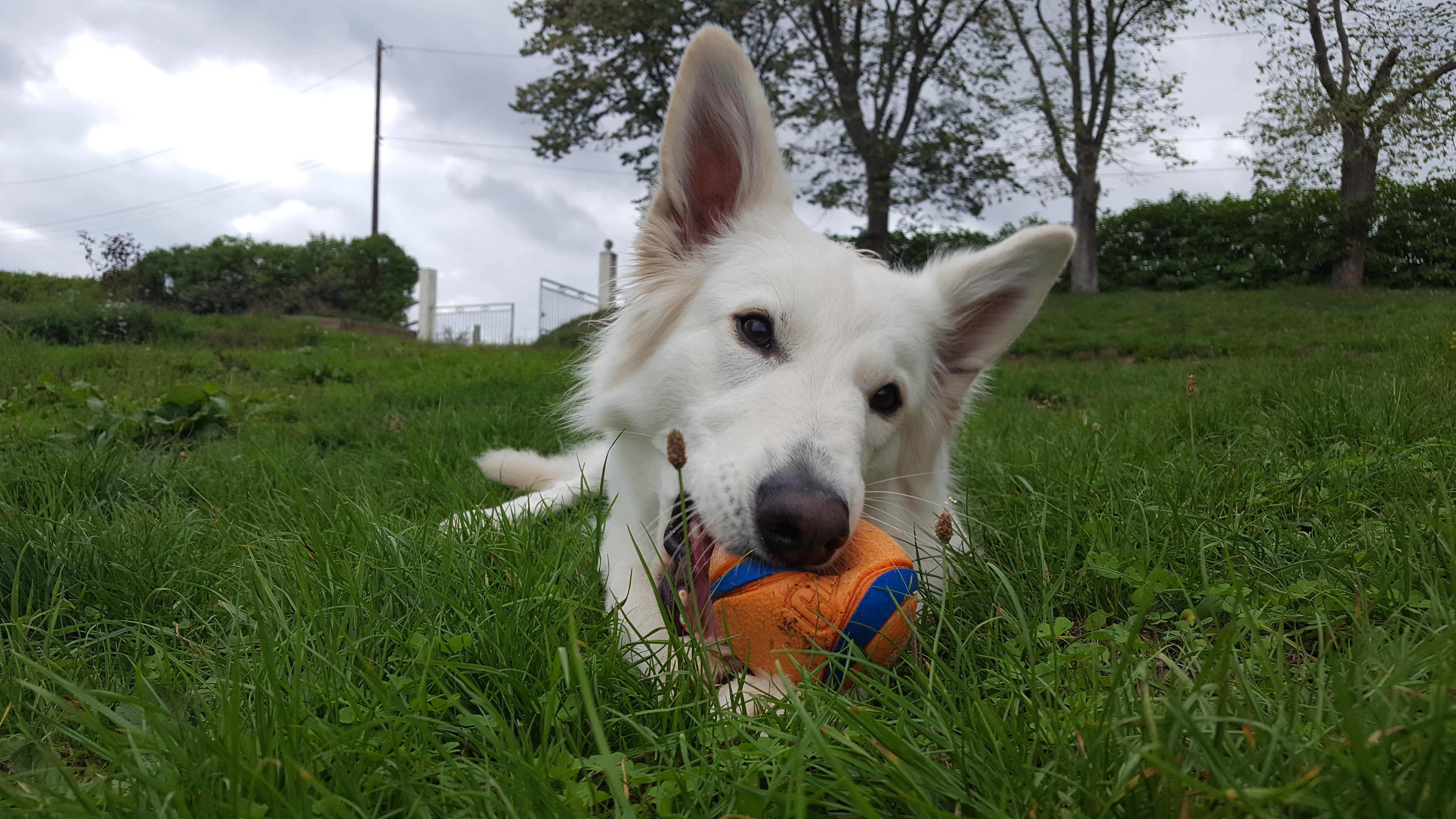 Elevage De Berger Blanc Suisse En Normandie La Vallée Du