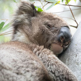 koala_edited.jpg