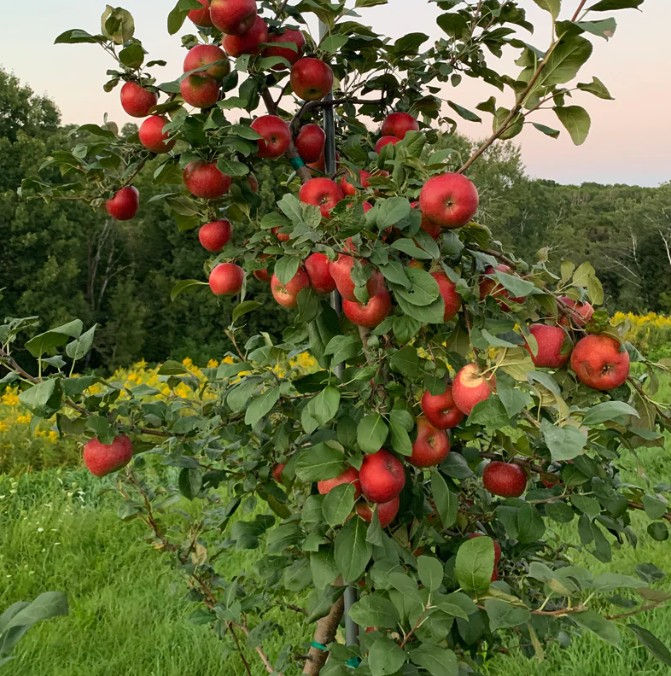 Thumbnail: CrimsonCrisp Apple