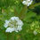 Thumbnail: Highbush cranberry flowers and leaves.